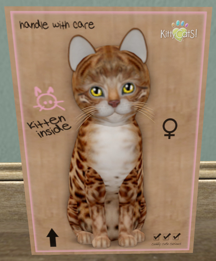 KittyCatS Box - New Born Kitten