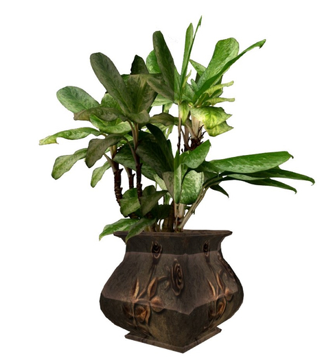 Dieffenbachia plant in Rustic Pot  MP