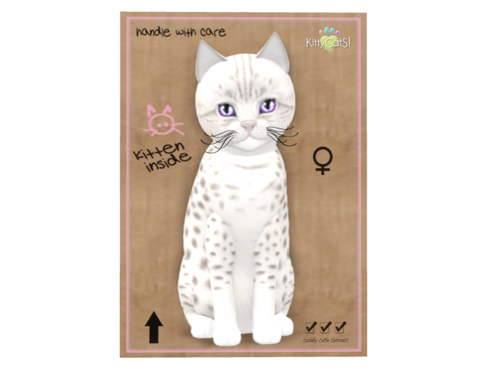 KittyCatS Box - 8T - F - Ocicat - Platinum