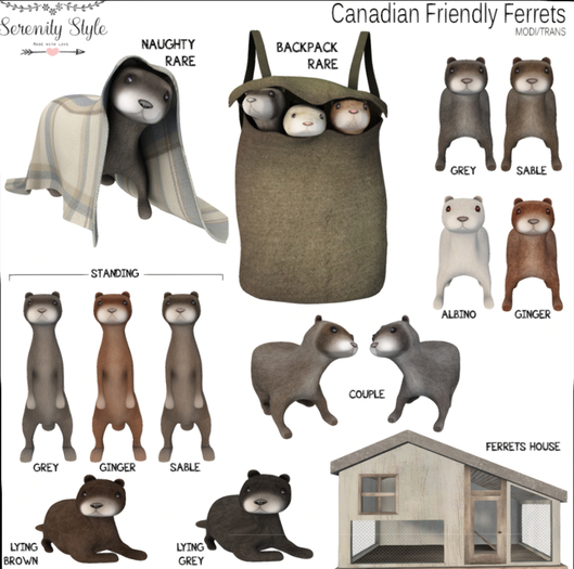 Serenity Style- Canadian Friendly Ferrets -Sable
