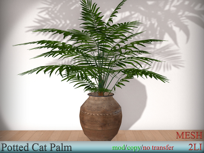 EasyDecor Cat Palm BOXED