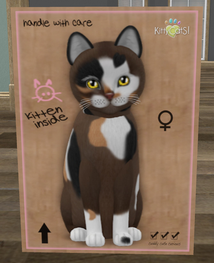 KittyCatS Box - New Born Kitten