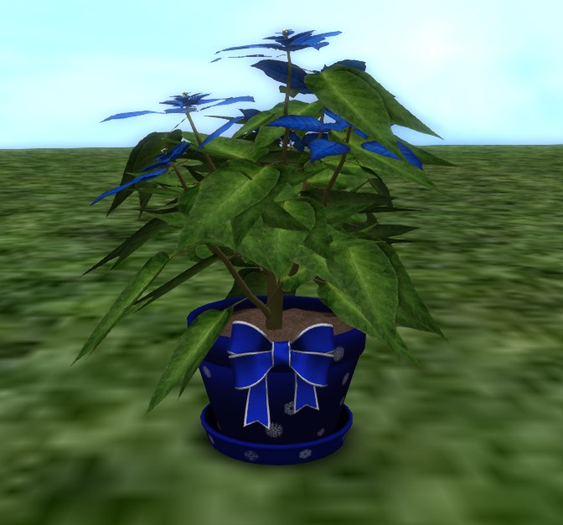 bY Blue Poinsetta Cut