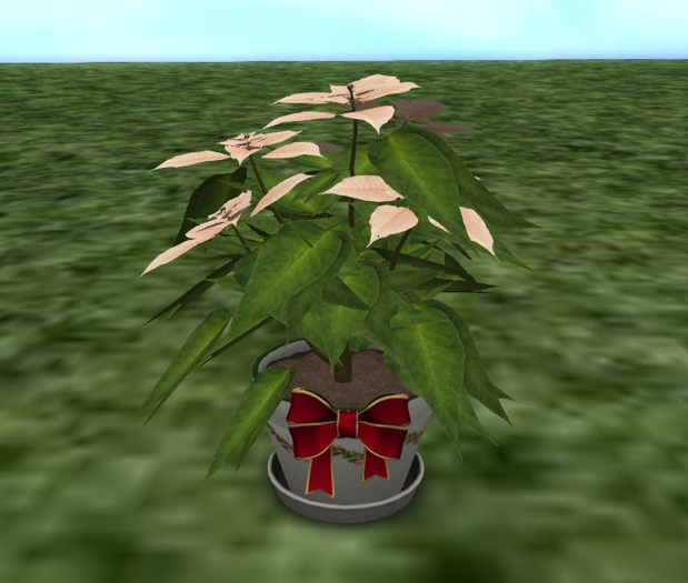 bY Cream Poinsetta Cut