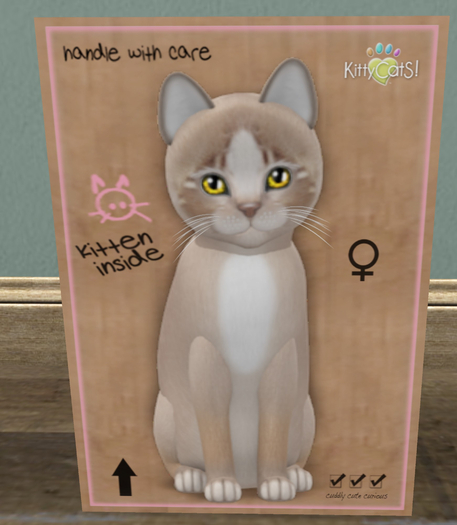 KittyCatS Box - New Born Kitten