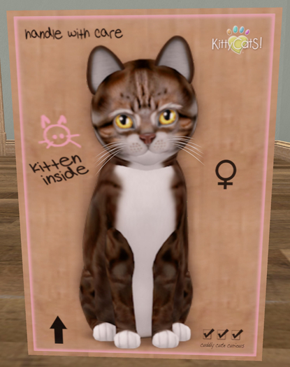 KittyCatS Box - New Born Kitten