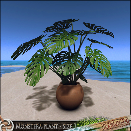 monstera monkey leaf cuidados Monstera Monkey Leaf | Order online main image 1