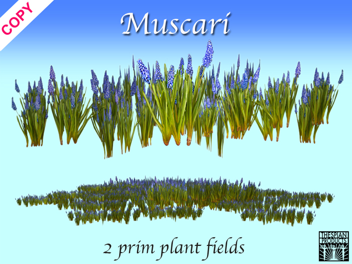 Spring meadow - Muscari Field 3 sizes  