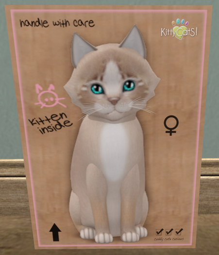 KittyCatS Box - New Born Kitten