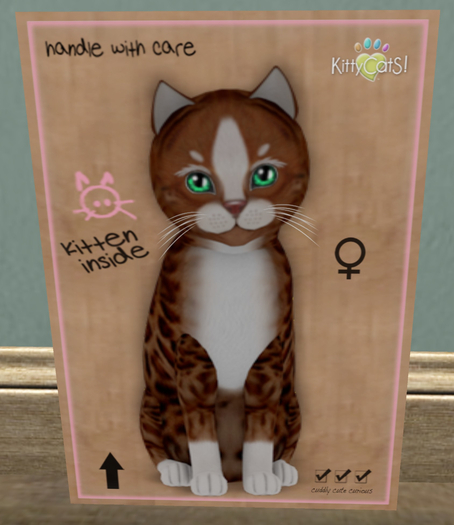 KittyCatS Box - New Born Kitten