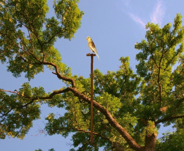 canari sur portic