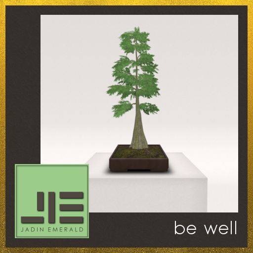 Kawagishi Bald Cypress Bonsai, 4 Seasons - Mesh C/M (Wear to Unpack) 