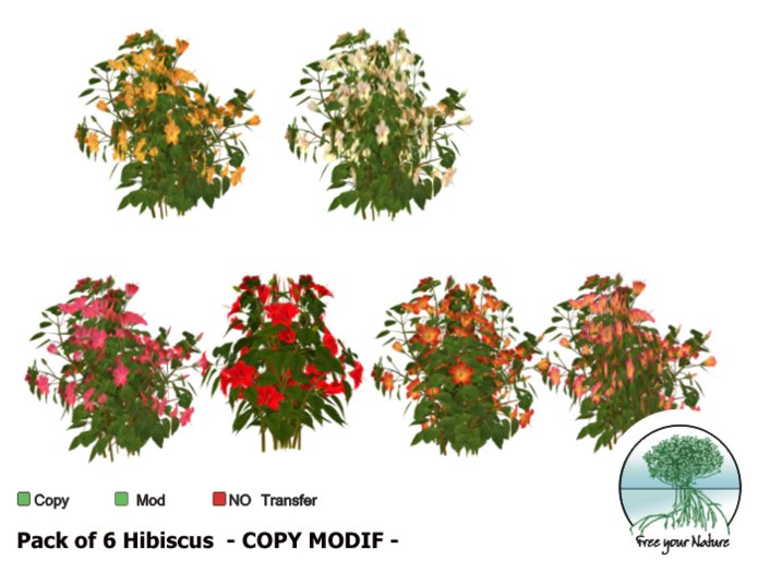 - Pack of 6 Hibiscus -