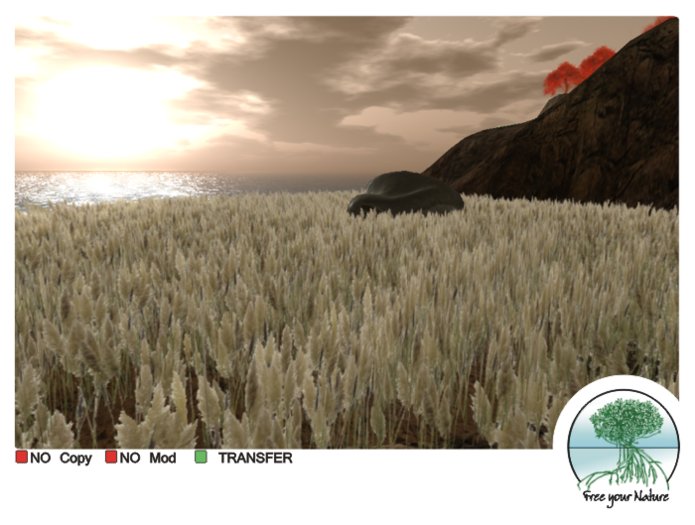 Wild Grass v -7-