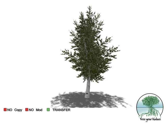 - Birch v2 -