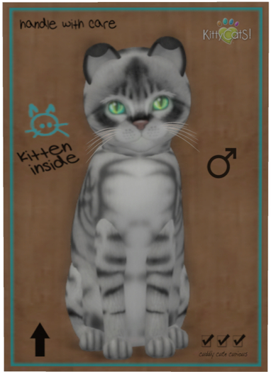 KittyCatS Box - Australian Mist - Charcoal