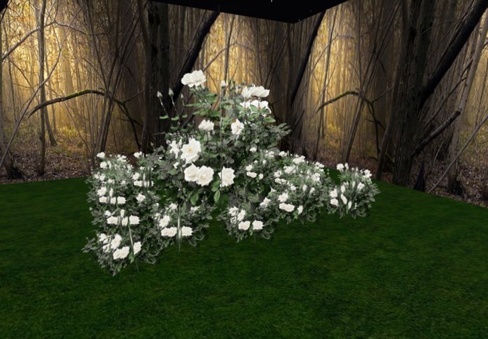 rose bush white 3 huge