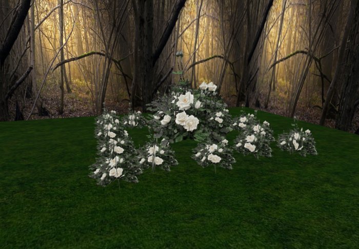 rose bush white 1 huge