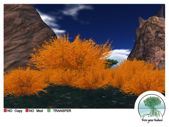 Orange Forest