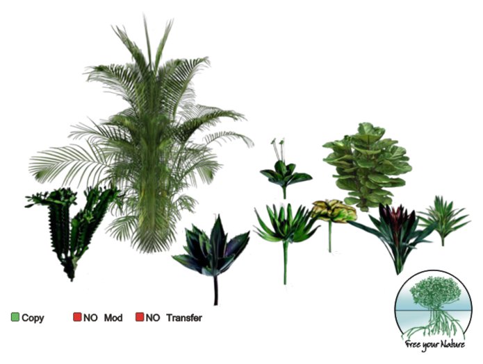Special Pack tropical plants