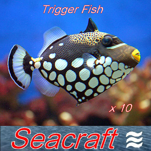 Trigger Fish  Rezz As Many As You Want