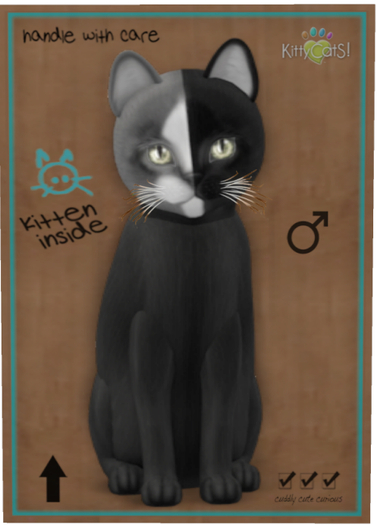 KittyCatS Box - Chimera - Black Grey