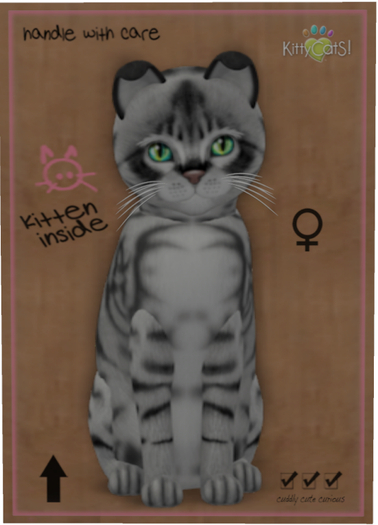 KittyCatS Box - Australian Mist - Charcoal