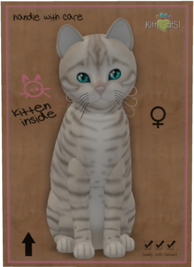 KittyCatS Box - Toyger - Snow