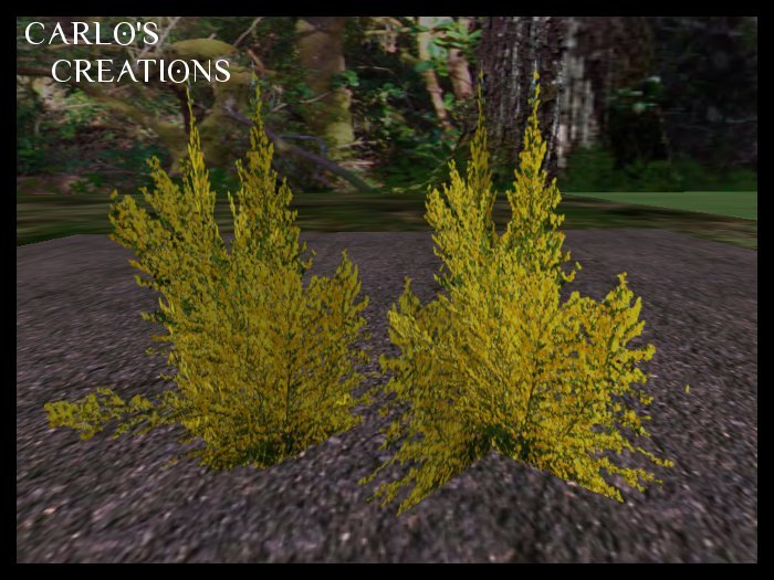 Scotch Broom Regular & 1 Prim Versions