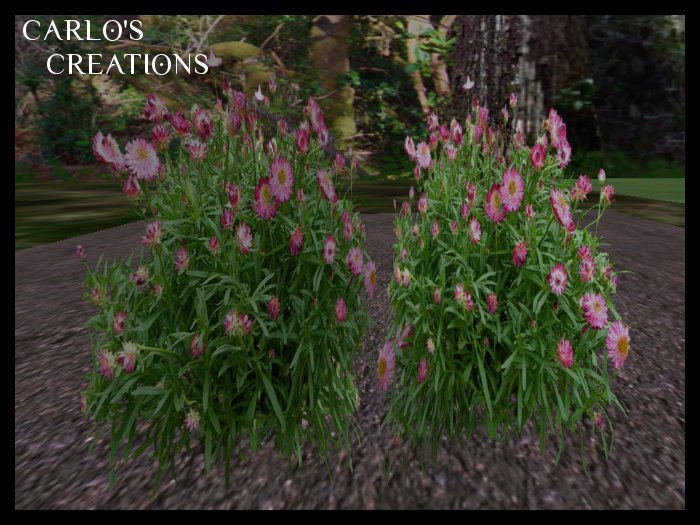 Strawflower Dreamtime Rose Pink Regular & 1 Prim Versions