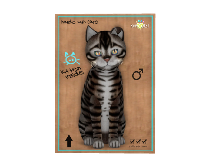 KittyCatS Box - 9 T - M - Toyger - Tawny