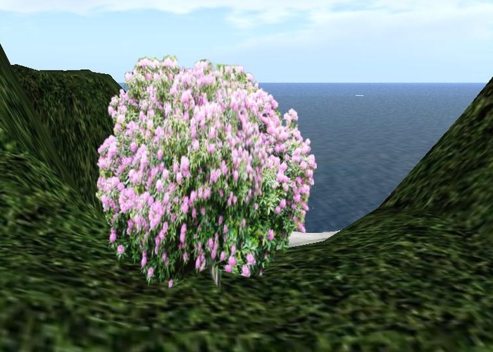 One Prim Rhododendron lilac bush