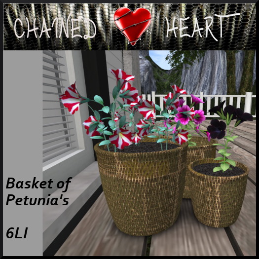 :CH: Petunia Baskets