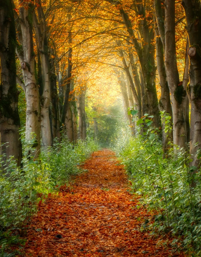 Autumn walkway wall photo