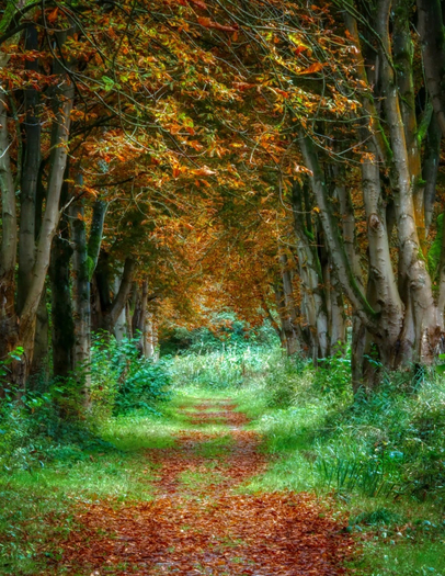 Autumn walkway wall photo