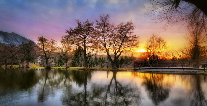 Sunrise/Sunset with trees privacy wall