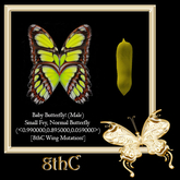{Papillon} Ma/Sma/Nor/Fey/Butterfly/8thC Cocoon