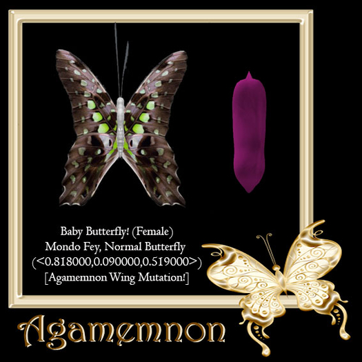 {Papillon} Fe/Mon/Nor/Fey/Butterfly/Agamemnon Cocoon