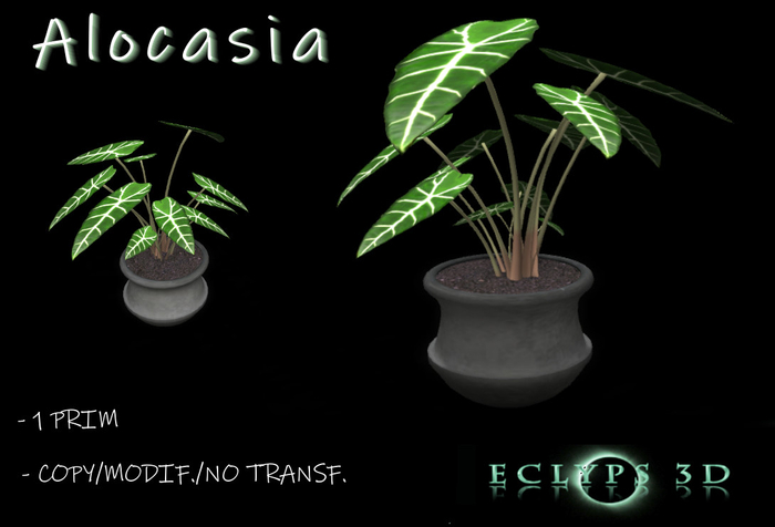 Alocasia - Mesh
