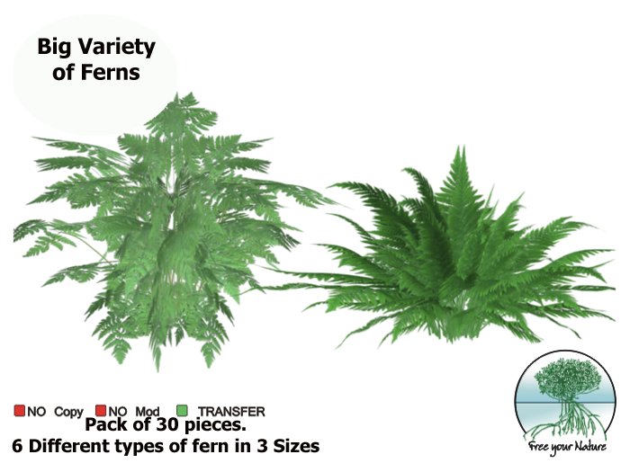 Pack of Fern.