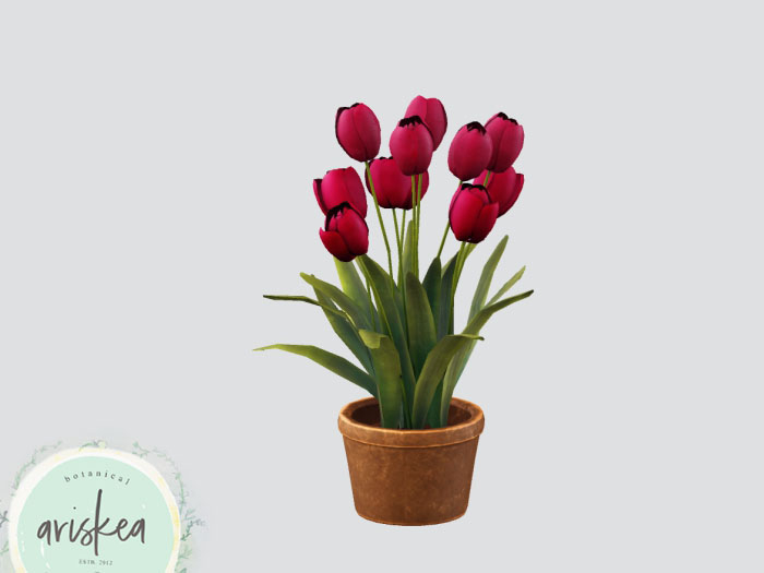 Ariskea[Robby] Tulips in Pot [2]