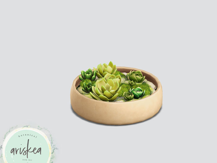 Ariskea[Earthing] Succulent Plate
