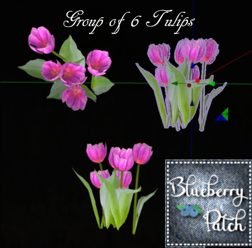 6 Fushia Tulips
