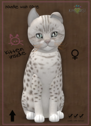 KittyCats Box - 9T - Ocicat - Platinum - F