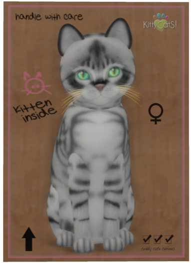 KittyCatS Box - Australian Mist - Charcoal