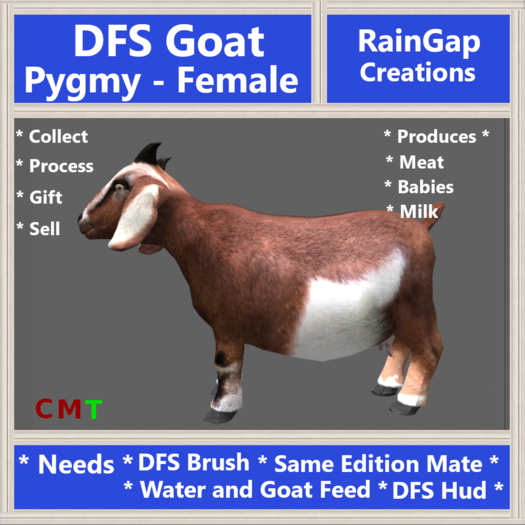 DFS Goat Pygmy - Female (0 Days Old)