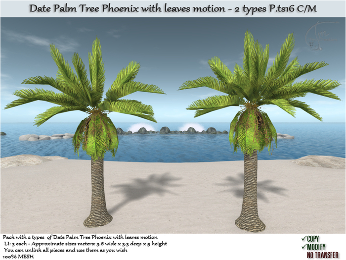 Date palm tree Tropical Phoenix 2 type P.ts16