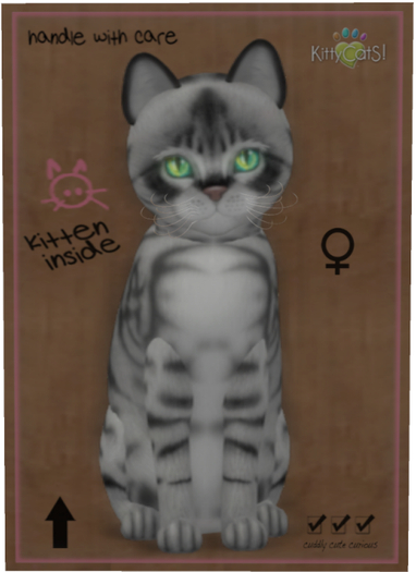 KittyCatS Box - Australian Mist - Charcoal