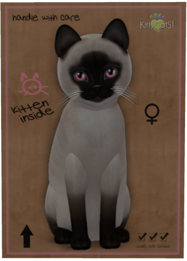 KittyCatS Box - Siamese - Seal