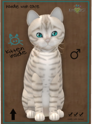 KittyCatS Box - Toyger - Snow